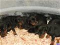 doberman pinscher puppy posted by KY Dobies